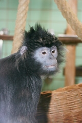 Image showing Haubenlanguren Lutung  (Trachypithecus) 