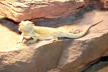 Image showing dragons  (Pogona vitticeps) 