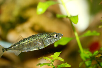 Image showing Three-spined stickleback  (Gasterosteus aculeatus) 