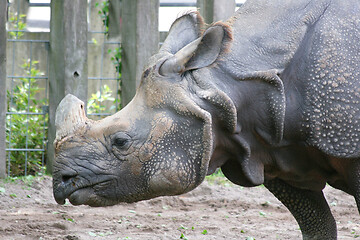 Image showing White Rhino  (Ceratotherium simum)  