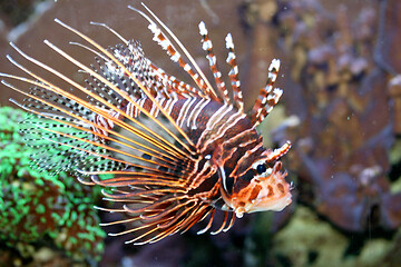 Image showing Antenna fire fish   (Pterois antennata) 