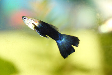 Image showing Guppy   (Poecilia reticulata) 