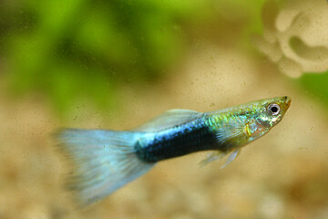 Image showing Guppy   (Poecilia reticulata) 