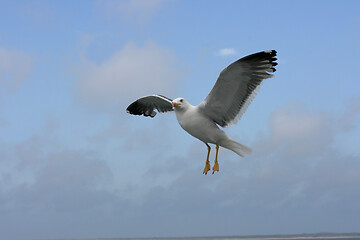 Image showing flying gull  (Larus argentatus) 