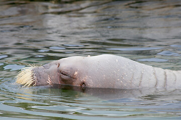 Image showing walrus  (Odobenus rosmarus) 