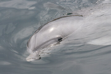 Image showing Dolphin    (Delphinidae) 