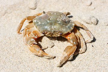 Image showing Beach crab   (Carcinus maenas) 