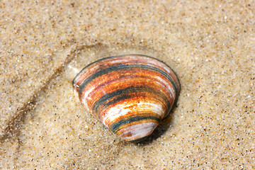 Image showing Seashell 