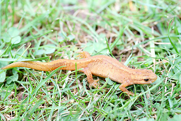 Image showing newt  (Triturus) 