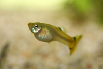 Image showing Guppy   (Poecilia reticulata) 