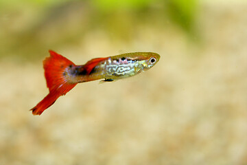 Image showing Guppy   (Poecilia reticulata)