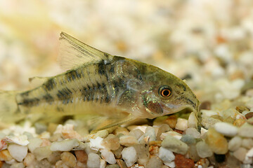 Image showing Marmorierter Panzerwels  Marbled catfish  (Corydoras paleatus) 