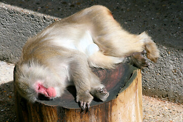 Image showing Pavian  Baboons  (Papio) 