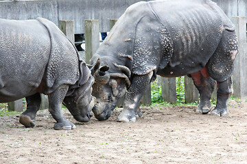 Image showing Breitmaulnashorn   White Rhino  (Ceratotherium simum)  