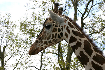 Image showing Giraffe (Giraffa camelopardalis)  