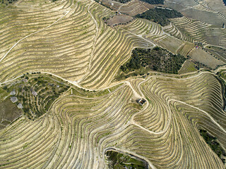 Image showing Top view on terraced vineyards Douro