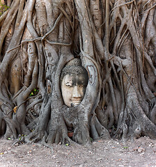 Image showing Buddha head in banyan tree, Thailand