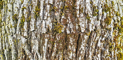 Image showing Texture of the white bark of a tree with green moss and lichen, 