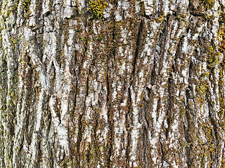 Image showing Texture of the white bark of a tree with green moss and lichen, 