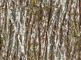 Image showing Texture of the white bark of a tree with green moss and lichen, 