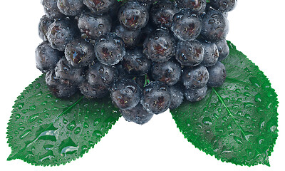 Image showing Aronia Fruit Cutout