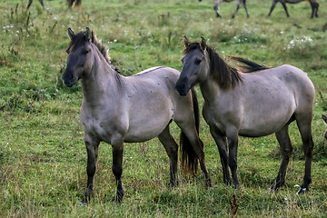 Image showing Wild horses grazing in the meadow on foggy summer morning.