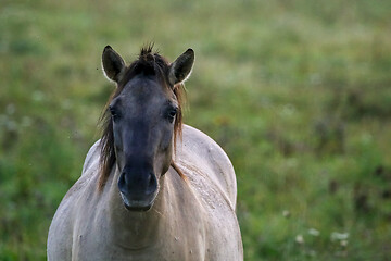 Image showing Portrait of horse grazing in the meadow on foggy summer morning.