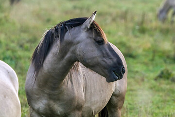 Image showing Portrait of horse grazing in the meadow on foggy summer morning.