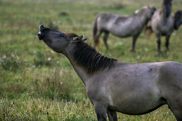 Image showing Wild horses grazing in the meadow on foggy summer morning.