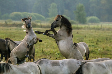 Image showing Wild horses grazing in the meadow on foggy summer morning.