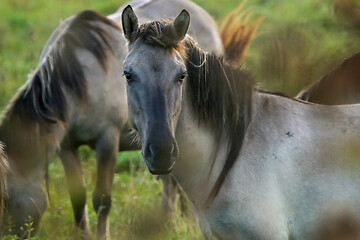 Image showing Wild horses grazing in the meadow on foggy summer morning.