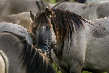 Image showing Wild horses grazing in the meadow on foggy summer morning.