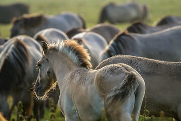 Image showing Wild horses grazing in the meadow on foggy summer morning.