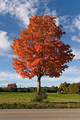 Image showing nature autumn tree 01