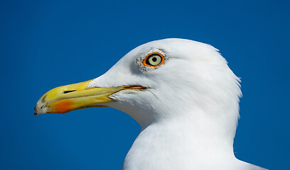 Image showing big seagull close up portrait