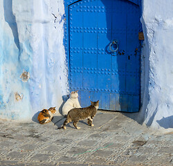 Image showing Cats on blue street in Medina Chefchaouen