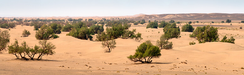 Image showing Sand dunes and trees in Sahara desert