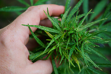 Image showing marijuana plant in human hand