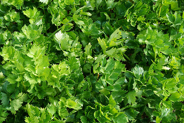 Image showing celery leaf texture