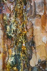 Image showing resin on the bark
