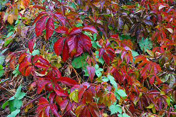 Image showing woodbine color leaves