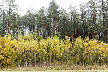 Image showing Birches with yellow foliage in the autumn forest