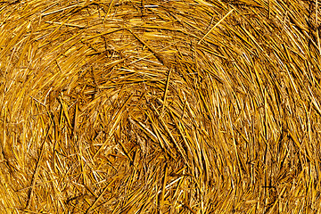 Image showing Harvest of straw