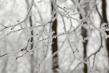 Image showing Winter time of the year