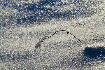 Image showing plant in a frost