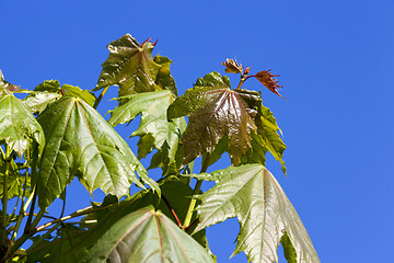 Image showing Spring maple tree