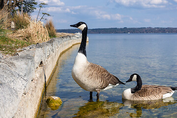 Image showing canadian geese at Tutzing Starnberg lake Germany