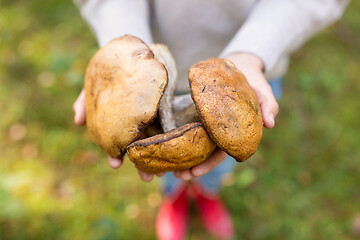 Image showing close up of woman holding mushrooms in forest