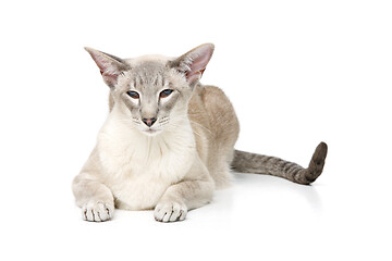 Image showing Beautiful oriental siam cat