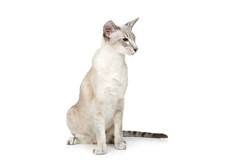 Image showing Beautiful oriental siam cat